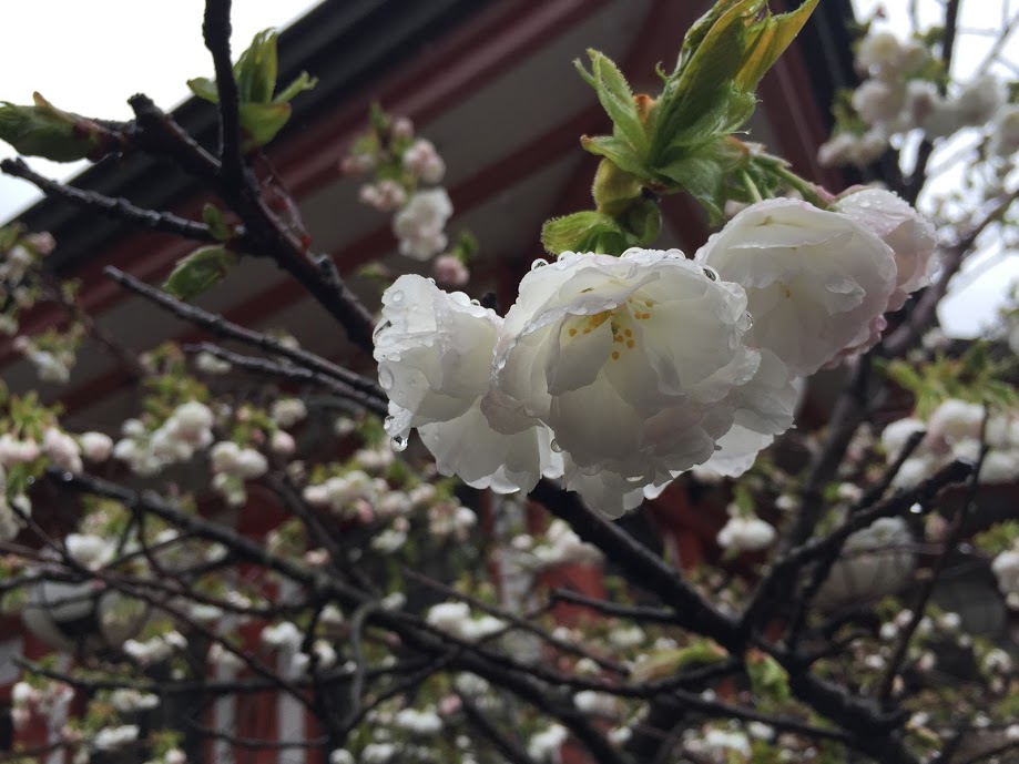 monte-kurama-flor-almendro